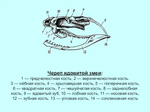 Череп ядовитой змеи: 1 — предчелюстная кость, 2 — верхнечелюстная кость.