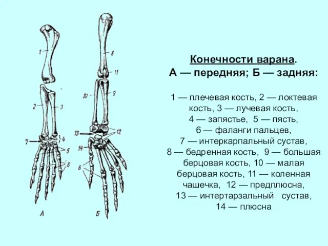 Конечности варана. А — передняя; Б — задняя: 1 — плечевая