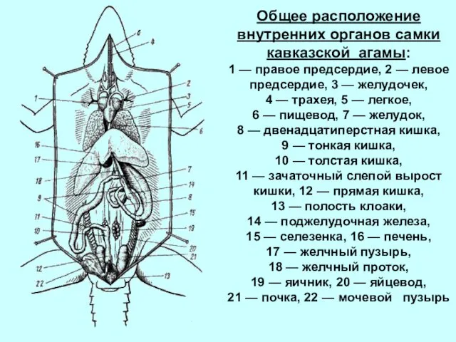 Общее расположение внутренних органов самки кавказской агамы: 1 — правое предсердие,