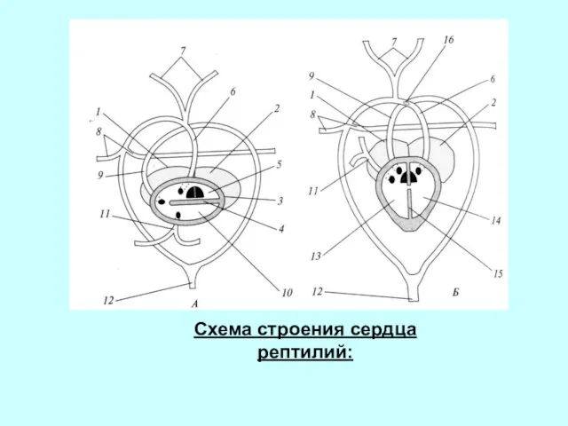 Схема строения сердца рептилий: