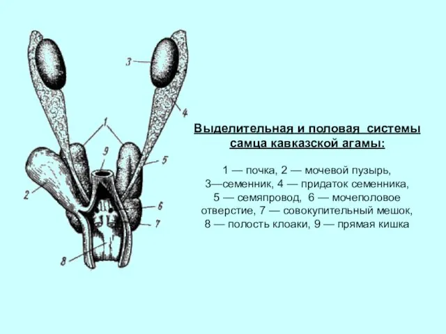 Выделительная и половая системы самца кавказской агамы: 1 — почка, 2