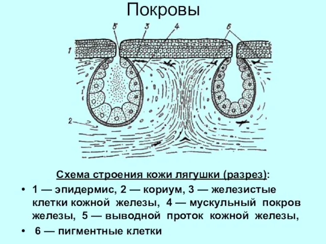 Покровы Схема строения кожи лягушки (разрез): 1 — эпидермис, 2 —