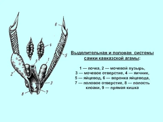 Выделительная и половая системы самки кавказской агамы: 1 — почка, 2