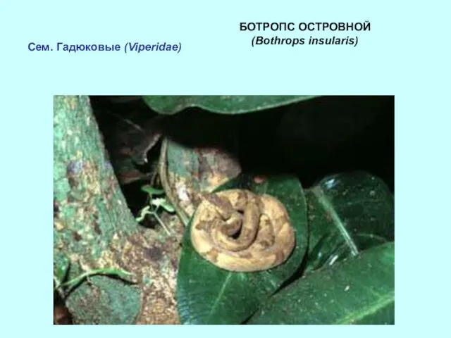 Сем. Гадюковые (Viperidae) БОТРОПС ОСТРОВНОЙ (Bothrops insularis)