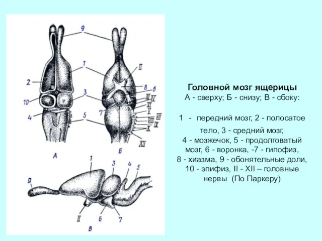 Головной мозг ящерицы А - сверху; Б - снизу; В -