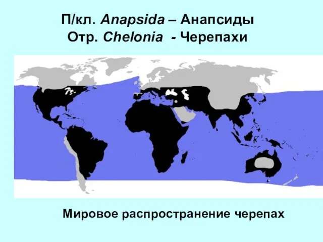 Мировое распространение черепах П/кл. Anapsida – Анапсиды Отр. Chelonia - Черепахи