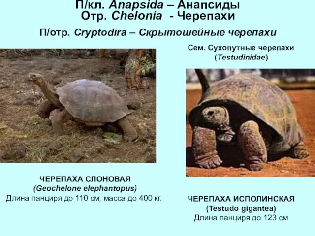 П/кл. Anapsida – Анапсиды Отр. Chelonia - Черепахи П/отр. Cryptodira –