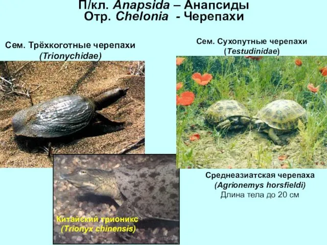 П/кл. Anapsida – Анапсиды Отр. Chelonia - Черепахи Сем. Сухопутные черепахи