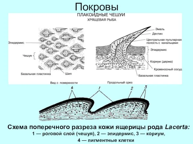 Покровы Схема поперечного разреза кожи ящерицы рода Lacerta: 1 — роговой