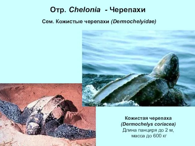 Отр. Chelonia - Черепахи Сем. Кожистые черепахи (Dermochelyidae) Кожистая черепаха (Dermochelys