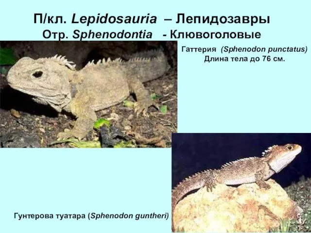 П/кл. Lepidosauria – Лепидозавры Отр. Sphenodontia - Клювоголовые Гаттерия (Sphenodon punctatus)