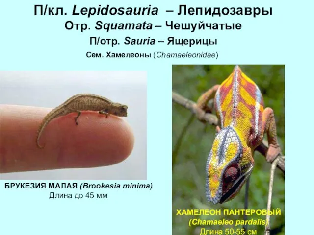 П/кл. Lepidosauria – Лепидозавры Отр. Squamata – Чешуйчатые П/отр. Sauria –