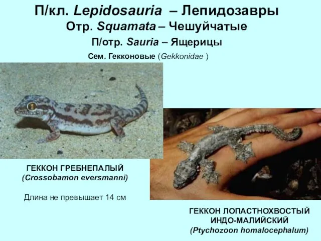 П/кл. Lepidosauria – Лепидозавры Отр. Squamata – Чешуйчатые П/отр. Sauria –