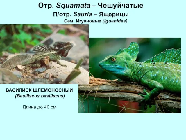 Отр. Squamata – Чешуйчатые П/отр. Sauria – Ящерицы Сем. Игуановые (Iguanidae)