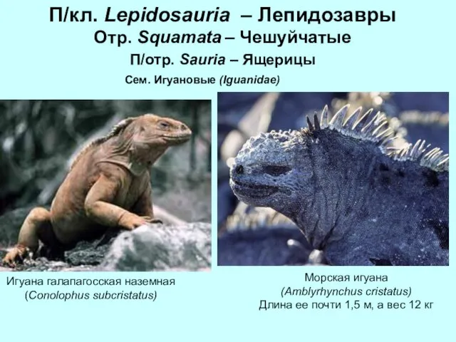 П/кл. Lepidosauria – Лепидозавры Отр. Squamata – Чешуйчатые П/отр. Sauria –