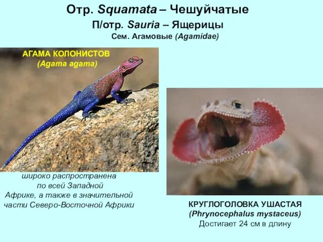 Отр. Squamata – Чешуйчатые П/отр. Sauria – Ящерицы Сем. Агамовые (Agamidae)