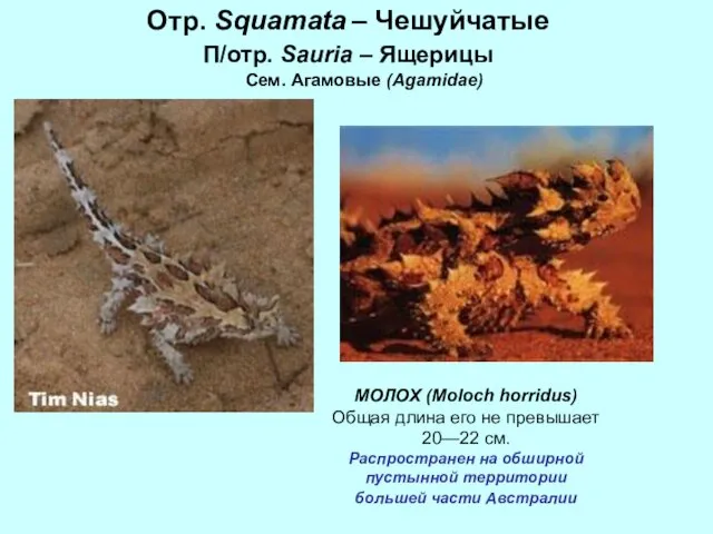 Отр. Squamata – Чешуйчатые П/отр. Sauria – Ящерицы Сем. Агамовые (Agamidae)