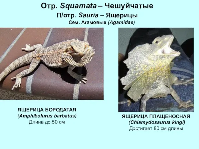 Отр. Squamata – Чешуйчатые П/отр. Sauria – Ящерицы Сем. Агамовые (Agamidae)