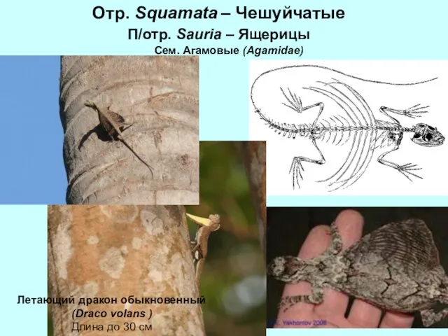 Отр. Squamata – Чешуйчатые П/отр. Sauria – Ящерицы Сем. Агамовые (Agamidae)