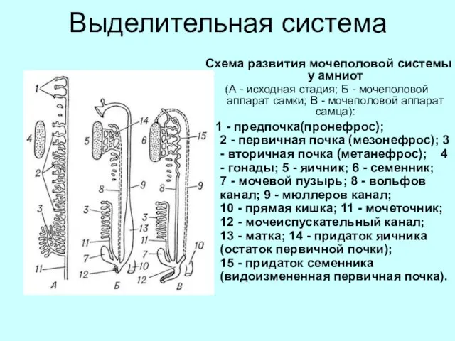 Выделительная система Схема развития мочеполовой системы у амниот (А - исходная