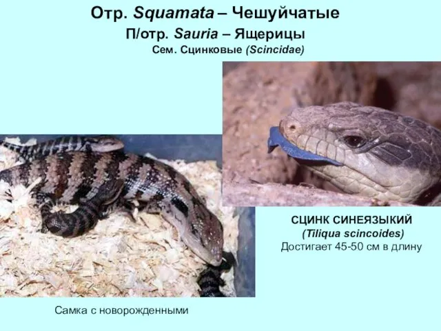 Отр. Squamata – Чешуйчатые П/отр. Sauria – Ящерицы Сем. Сцинковые (Scincidae)