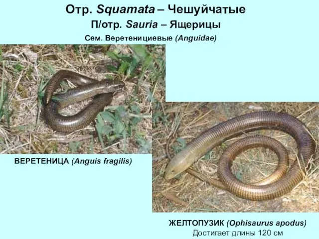 Отр. Squamata – Чешуйчатые П/отр. Sauria – Ящерицы Сем. Веретенициевые (Anguidae)