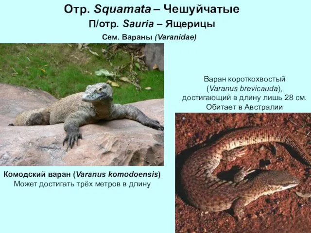 Отр. Squamata – Чешуйчатые П/отр. Sauria – Ящерицы Сем. Вараны (Varanidae)