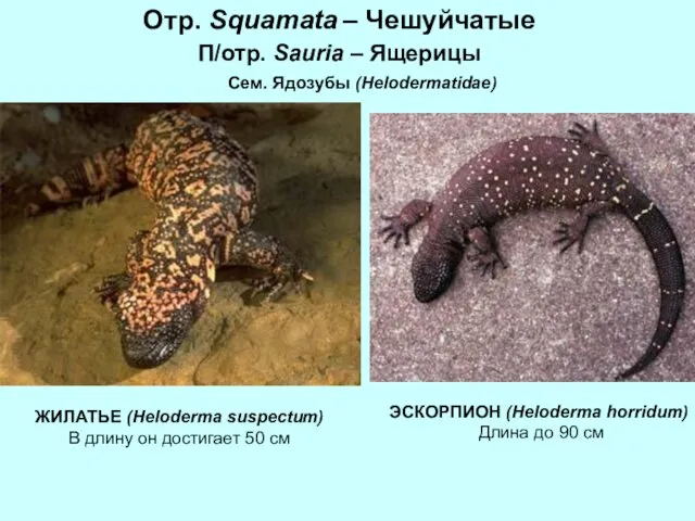 Отр. Squamata – Чешуйчатые П/отр. Sauria – Ящерицы Сем. Ядозубы (Helodermatidae)