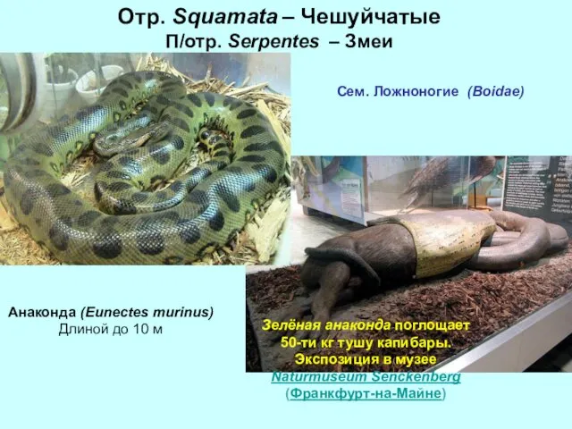 Отр. Squamata – Чешуйчатые П/отр. Serpentes – Змеи Сем. Ложноногие (Boidae)