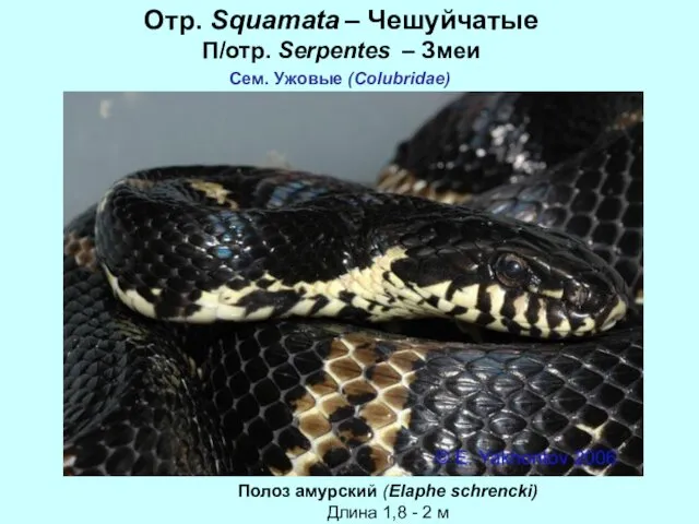 Отр. Squamata – Чешуйчатые П/отр. Serpentes – Змеи Сем. Ужовые (Colubridae)