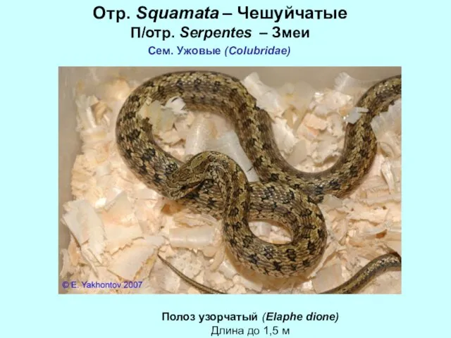 Отр. Squamata – Чешуйчатые П/отр. Serpentes – Змеи Сем. Ужовые (Colubridae)