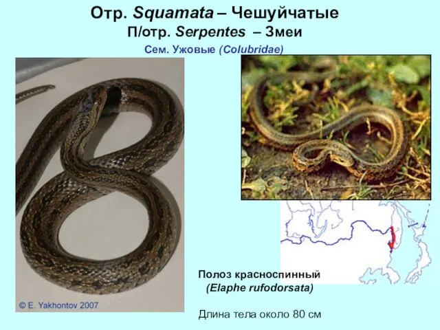 Отр. Squamata – Чешуйчатые П/отр. Serpentes – Змеи Сем. Ужовые (Colubridae)