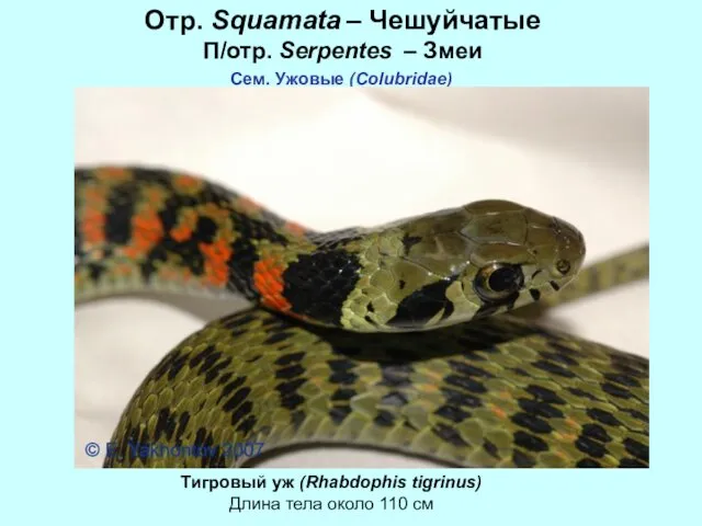 Отр. Squamata – Чешуйчатые П/отр. Serpentes – Змеи Сем. Ужовые (Colubridae)