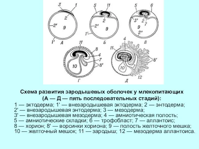 Схема развития зародышевых оболочек у млекопитающих (А — Д — пять