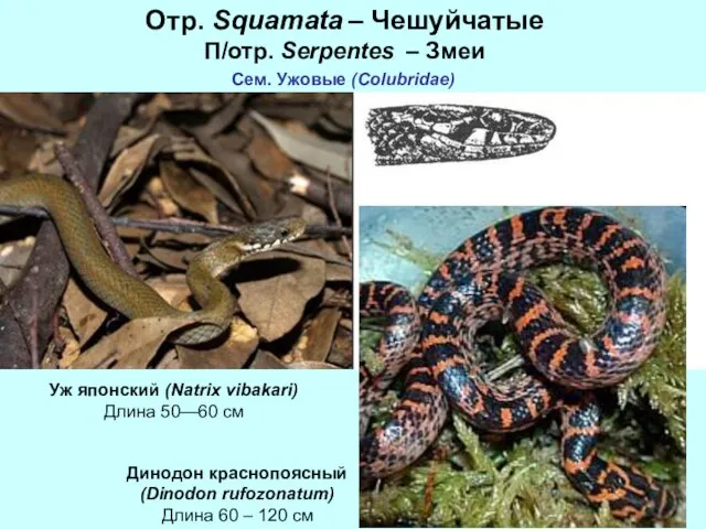 Отр. Squamata – Чешуйчатые П/отр. Serpentes – Змеи Сем. Ужовые (Colubridae)