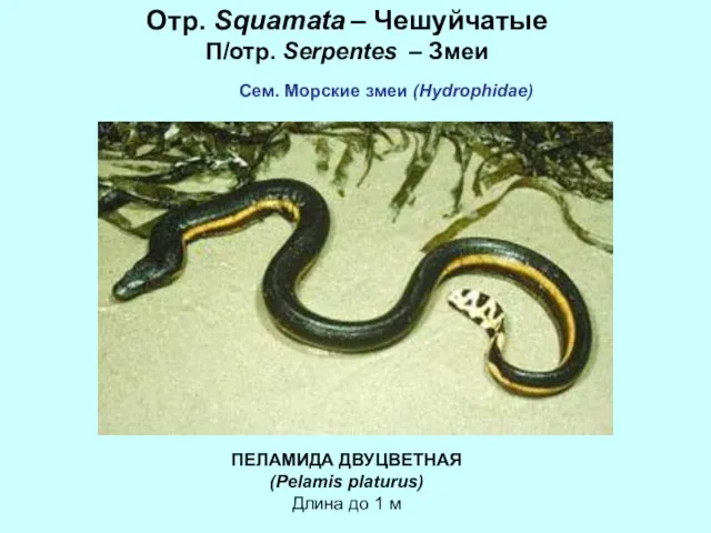 Отр. Squamata – Чешуйчатые П/отр. Serpentes – Змеи Сем. Морские змеи