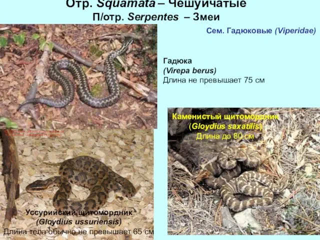 Отр. Squamata – Чешуйчатые П/отр. Serpentes – Змеи Сем. Гадюковые (Viperidae)