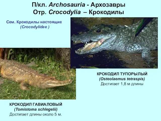 П/кл. Archosauria - Архозавры Отр. Crocodylia – Крокодилы Сем. Крокодилы настоящие