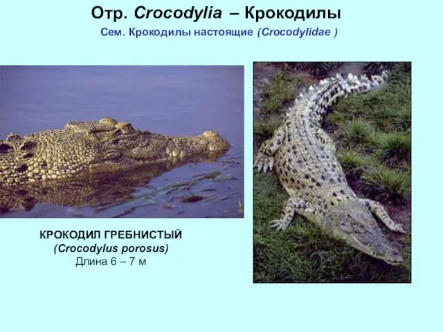 Отр. Crocodylia – Крокодилы Сем. Крокодилы настоящие (Crocodylidae ) КРОКОДИЛ ГРЕБНИСТЫЙ