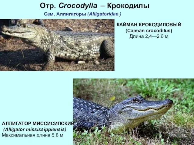 Отр. Crocodylia – Крокодилы Сем. Аллигаторы (Alligatoridae ) КАЙМАН КРОКОДИЛОВЫЙ (Caiman