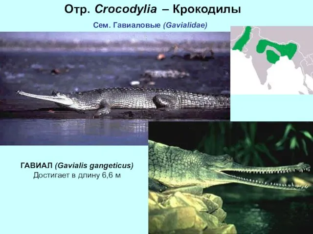 Отр. Crocodylia – Крокодилы Сем. Гавиаловые (Gavialidae) ГАВИАЛ (Gavialis gangeticus) Достигает в длину 6,6 м