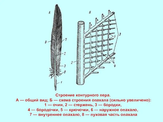 Строение контурного пера. А — общий вид; Б — схема строения