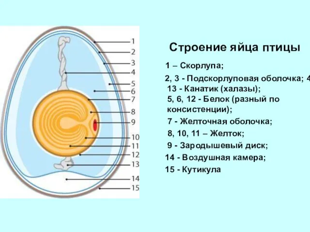 Строение яйца птицы 1 – Скорлупа; 2, 3 - Подскорлуповая оболочка;