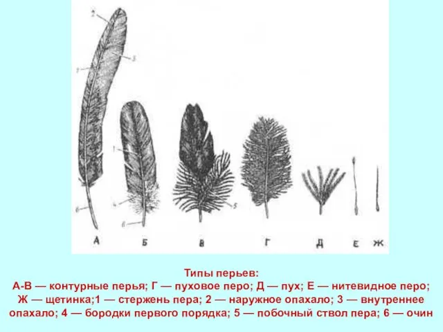 Типы перьев: А-В — контурные перья; Г — пуховое перо; Д