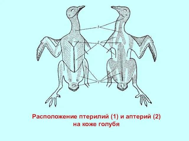 Расположение птерилий (1) и аптерий (2) на коже голубя