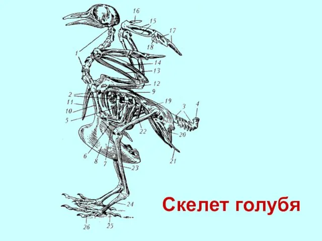 Скелет голубя