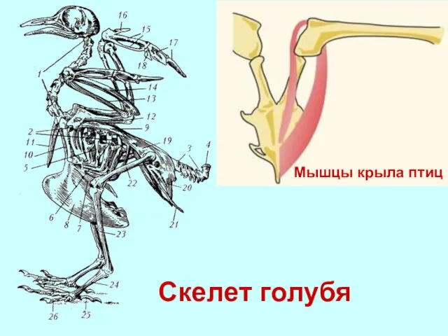 Скелет голубя Мышцы крыла птиц