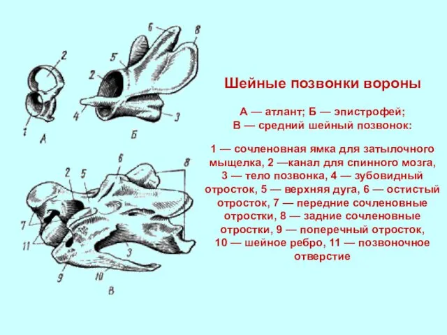 Шейные позвонки вороны А — атлант; Б — эпистрофей; В —