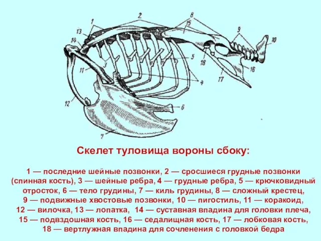 Скелет туловища вороны сбоку: 1 — последние шейные позвонки, 2 —