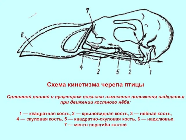 Схема кинетизма черепа птицы Сплошной линией и пунктиром показано изменение положения